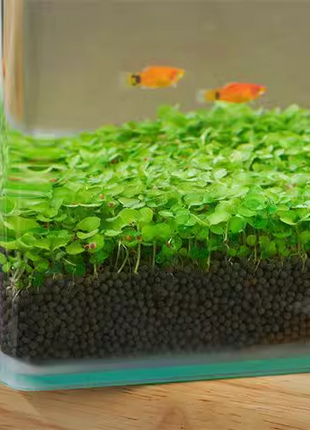 🌿Air Purifying Fish Tank Aquatic Plant Seeds