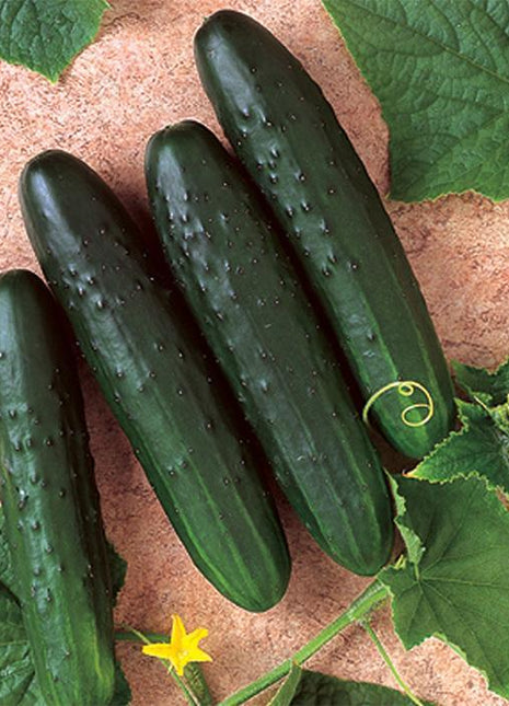 Cucumber Paraiso F1 Organic