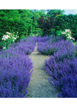 Six Hills Giant Catmint