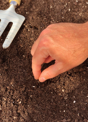 50Pcs Painted Daisy Seeds, Single Mixed Colors