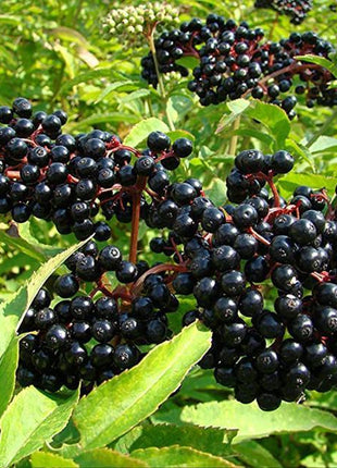 Egrow 50Pcs,100 Pcs/Pack Elderberry Seeds Green Polygonum Japonicum Seed Garden Decoration