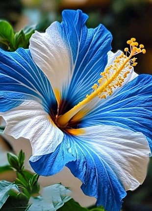 Rare Blue & White Hibiscus Seeds