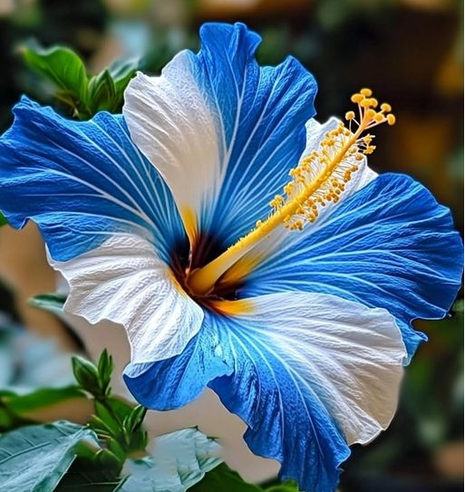 Rare Blue & White Hibiscus Seeds