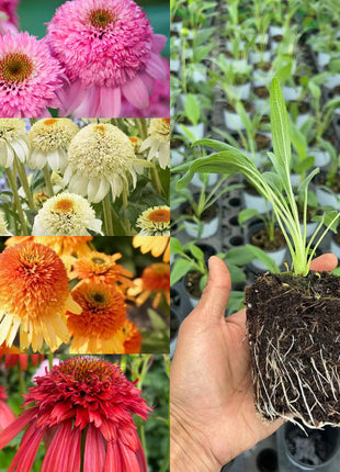 Coneflower Seeds (Echinacea)