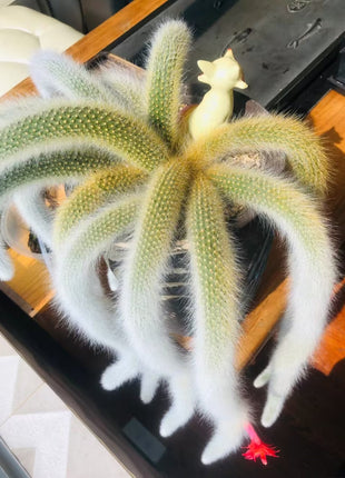 Monkey Tail Cactus Seeds-Nine Tailed Fox