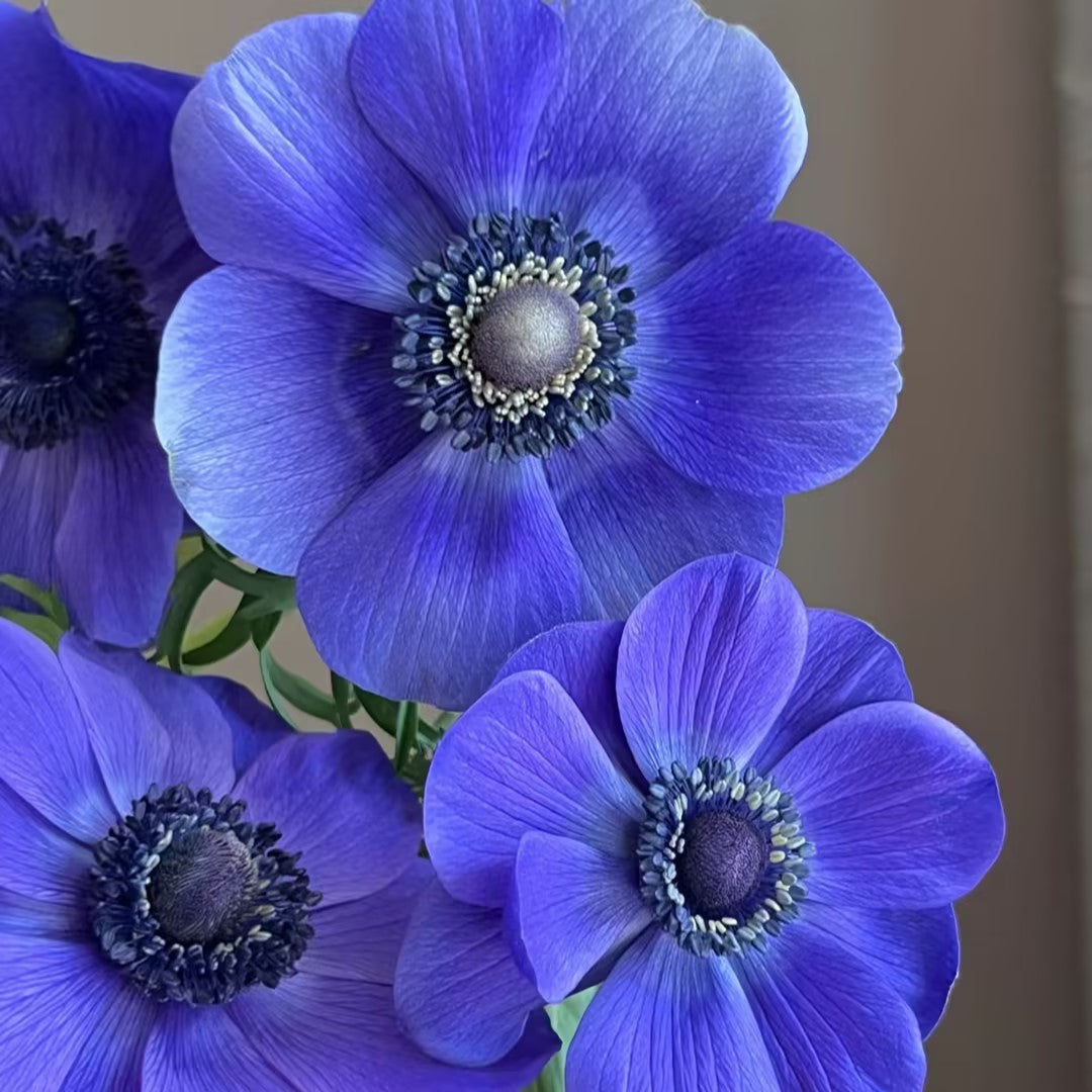 Anemone Seeds