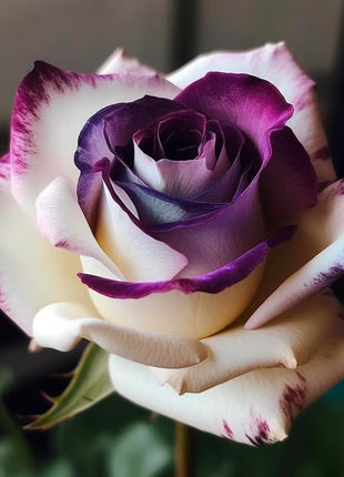 Rare Violet Rose Roses - Seeds