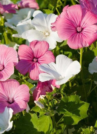 ROSE MALLOW SEEDS - MIXED COLORS