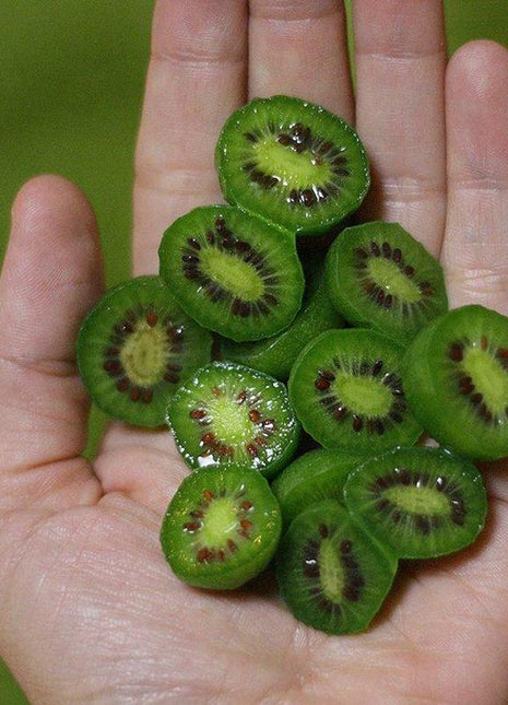 Egrow 50Pcs(100Pcs)/Bag Mini Kiwi Berry Seeds Miniature Kiwi Berry Hardy Actinidia Arguta Fruit Seeds