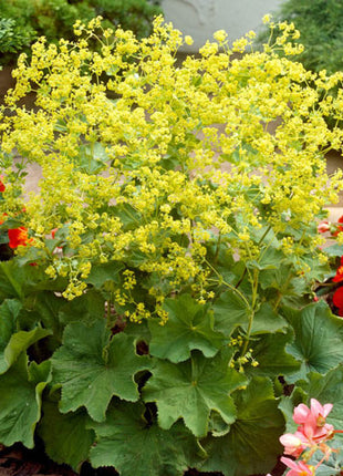 Robustica Lady's Mantle