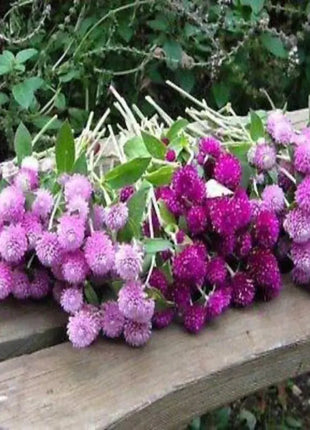 Purple Globe Amaranth Seeds, Gomphrena