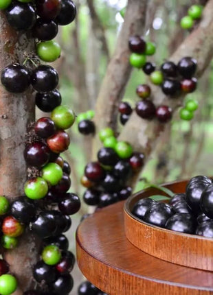 Jabuticaba-Plinia cauliflora-Tree Grape Seeds
