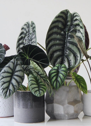 Alocasia baginda 'Silver Dragon' RARE Indoor and Outdoor Live Tropical House Plant