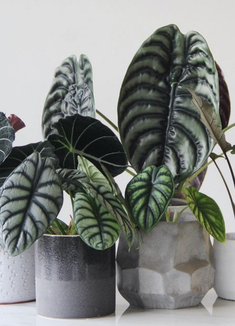 Alocasia baginda 'Silver Dragon' RARE Indoor and Outdoor Live Tropical House Plant