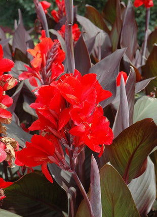 Canna Lily flower seeds, perennial, beautiful bonsai plant