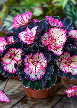 Rare Twin Begonia - Purple and White
