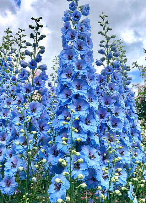 Delphinium Seeds