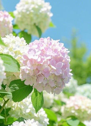 200 Pcs Mixed Color Hydrangea Seeds | Gorgeous & Elegant Blooms for Your Garden & Floral Projects