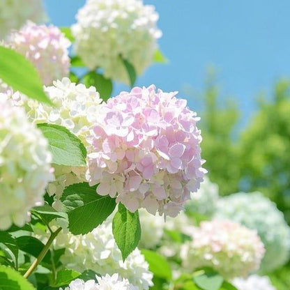 200 Pcs Mixed Color Hydrangea Seeds | Gorgeous & Elegant Blooms for Your Garden & Floral Projects