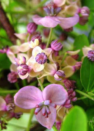 Stauntonia Latifolia Seeds-Organic Food