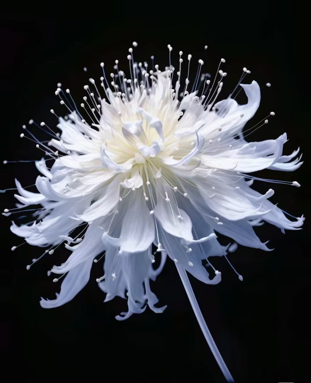 Higanbana Spider Lily Equinox Flower Bulbs
