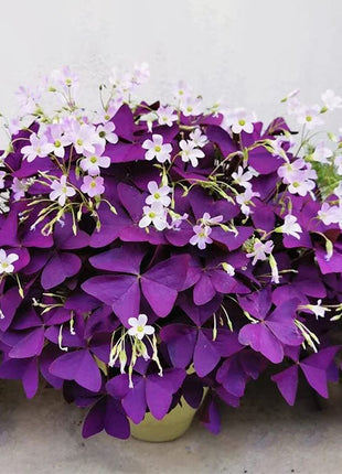 💜Purple Luck Oxalis Bulbs