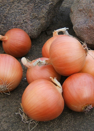 Onion Talon F1 Organic