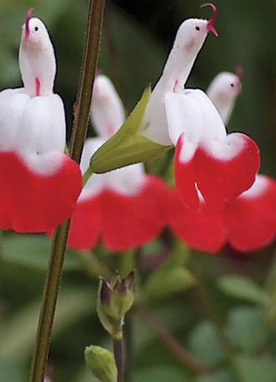 Salvia microphylla 'Hot Lips'