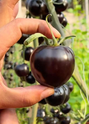 Black Pearl Tomato Seeds
