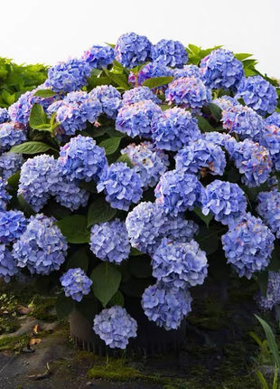 Hydrangea Seed: Unlock Nature's Beauty