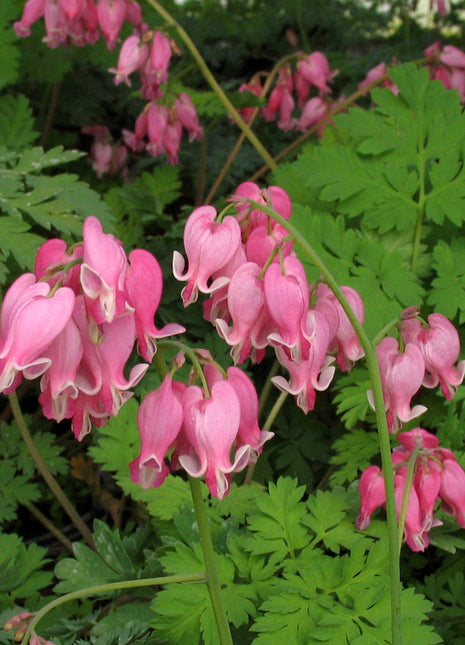 Dicentra formosa 'King of Hearts'