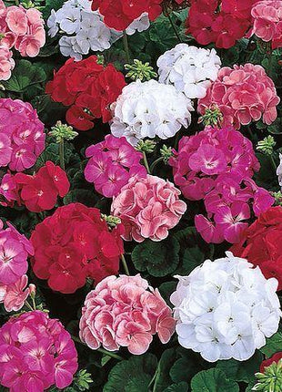 Geranium Maverick MIX