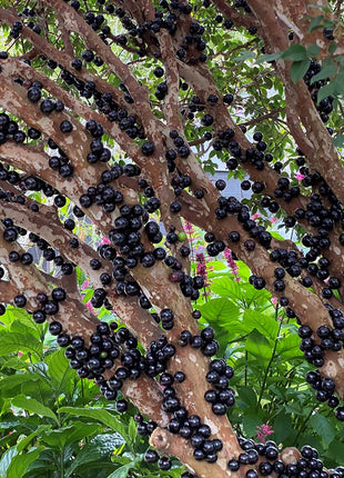 Jabuticaba-Plinia cauliflora-Tree Grape Seeds