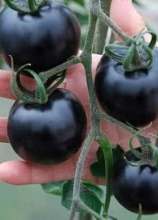 50/100 Organic Indigo Rose Tomato Seeds, Heirloom, Non-GMO, Solanum Lycopersicum
