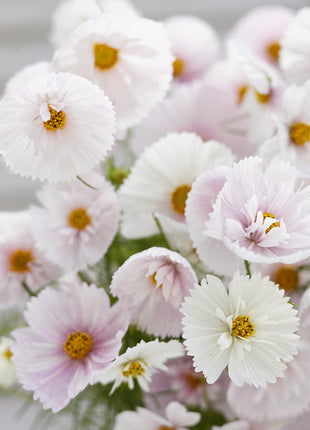 COSMOS CUPCAKE BLUSH FLOWER SEEDS