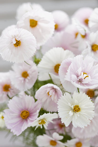 COSMOS CUPCAKE BLUSH FLOWER SEEDS
