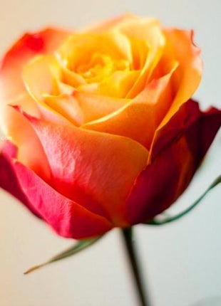 Beautiful Mini Rose Seeds, 100pcs/pack