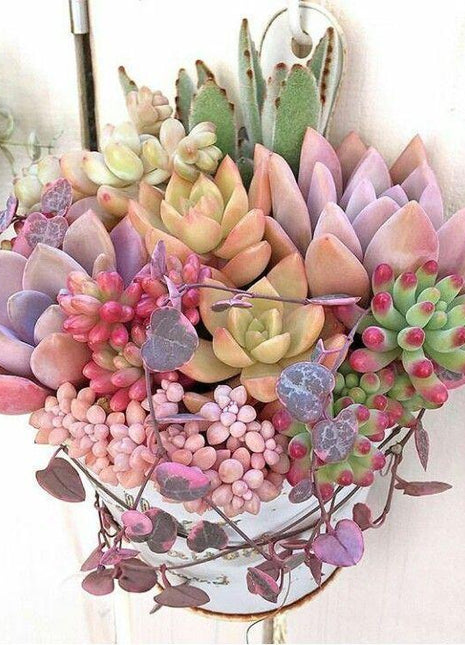 Succulent Plant Seeds