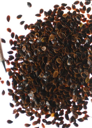 Perennial Blue Flax Seeds, Linum Perenne