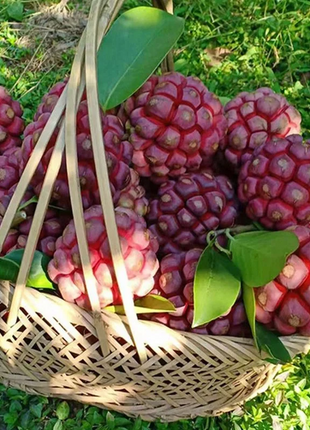 Black Tiger Seeds | Devil Fruit