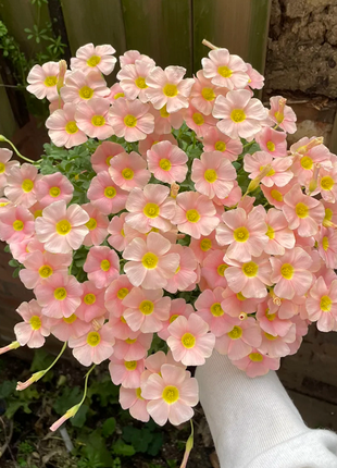 Multicolor Oxalis Seeds
