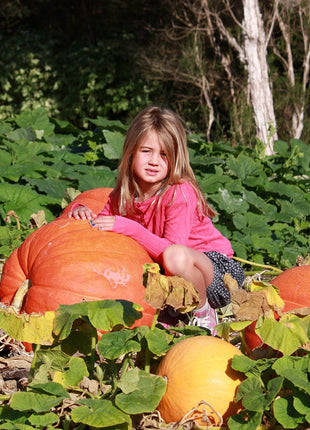 Giant Pumpkin Seeds