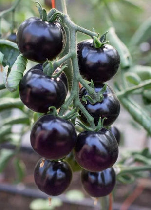 50/100 Organic Indigo Rose Tomato Seeds, Heirloom, Non-GMO, Solanum Lycopersicum