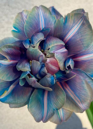 Tulipany Double Bubble