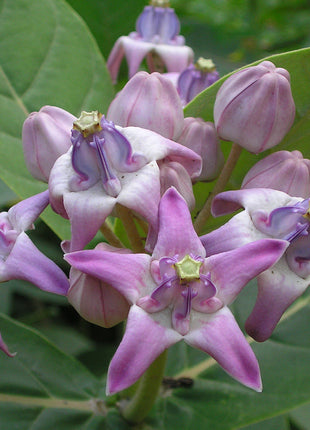 Candy Flower,Horn Melon Flower