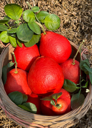Perfume Red Pomelos Seeds