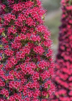 TOWER OF JEWELS Red Bugloss Echium Wildpretii Ruby Hummingbird Flower Seeds *Flat Shipping