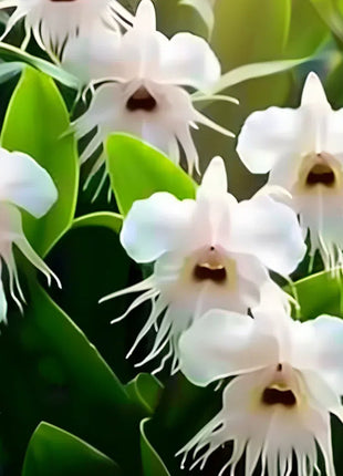 🦊Multicolor Cat Face Orchid Seeds