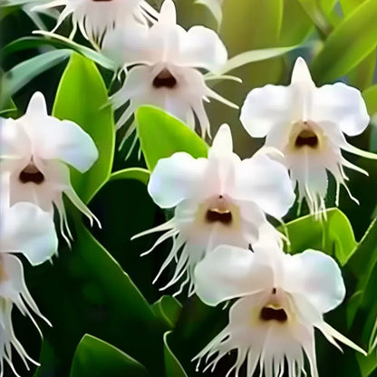 🦊Multicolor Cat Face Orchid Seeds