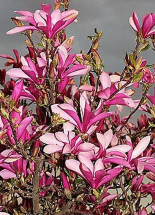 20pcs LILY MAGNOLIA Flower TREE Pink & Purple Fragrant Tulip Magnol Liliiflora Seeds
